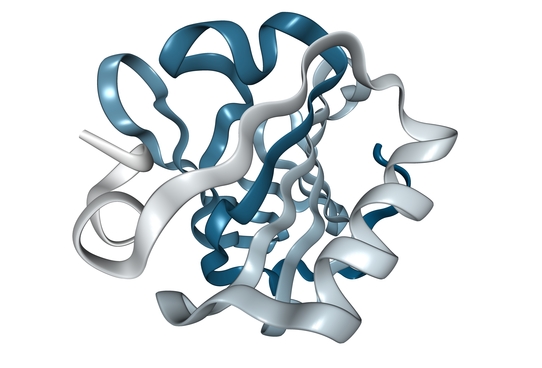 Protein Globule